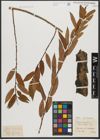 Foto von Salix triandra subsp. triandra L.